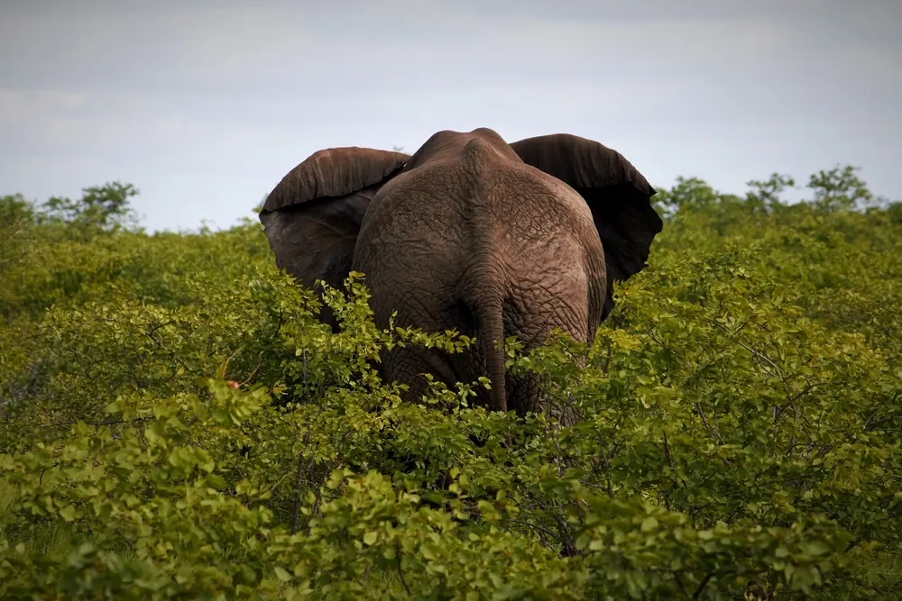 An elephant walking away into the bush