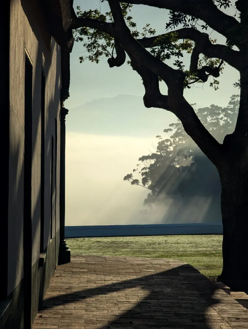 Morning light through an oak beside a farmhouse door