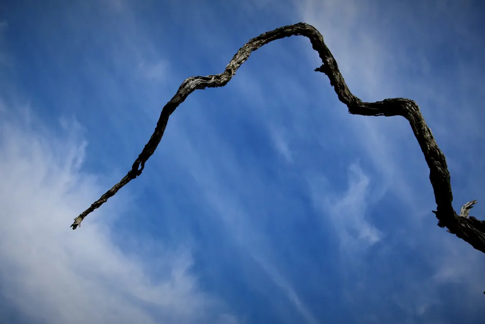 A dead branch arching across a deep blue Karoo sky