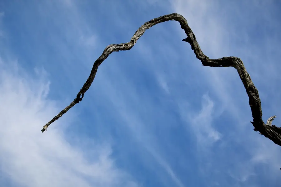 A bare branch arching across a blue Karoo sky
