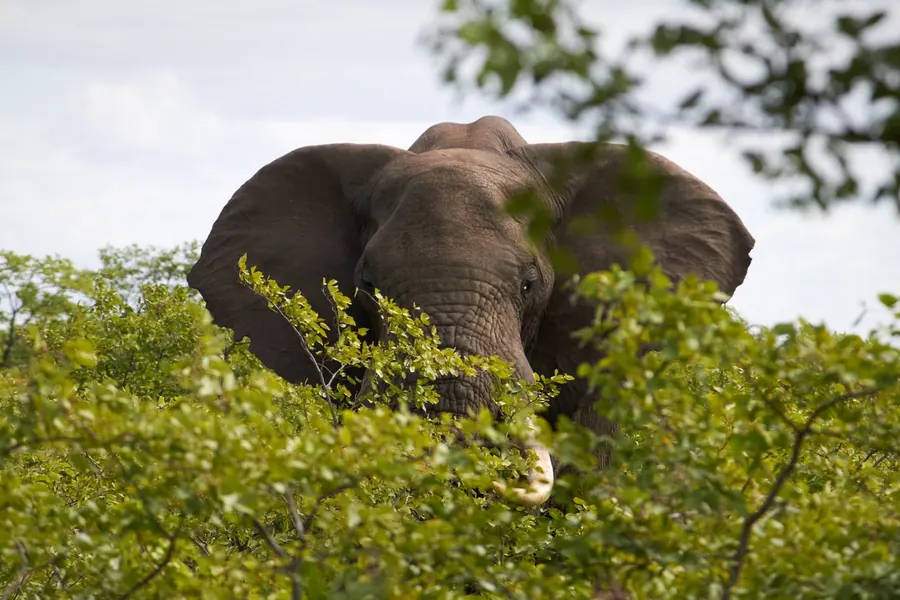 An elephant feeding in green bush